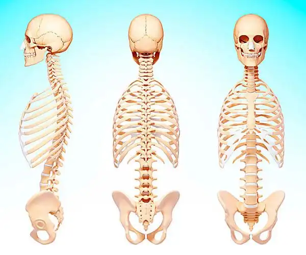 脊椎骨图片_全景网