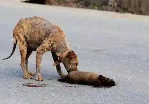 三轮车碾压狗崽子,流浪狗妈妈狂追,结果司机丧心病狂