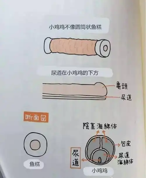 小鸡鸡的护理说明书(多图,超详细),有男宝的家长必看!