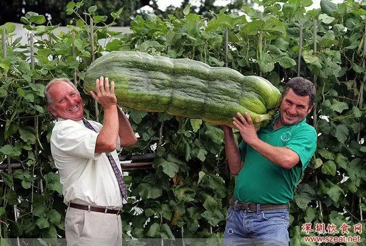 超乎寻常的巨型蔬菜