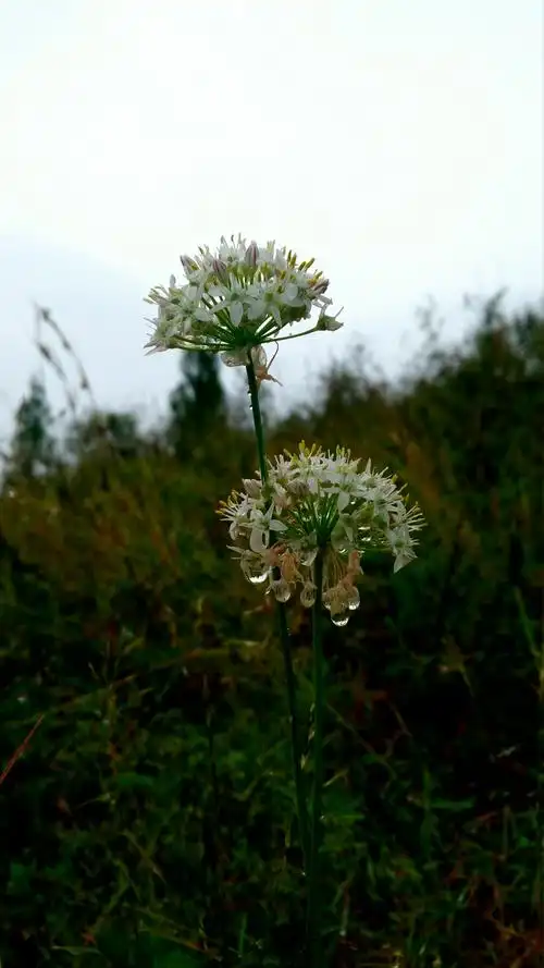 山间野花也开的美丽