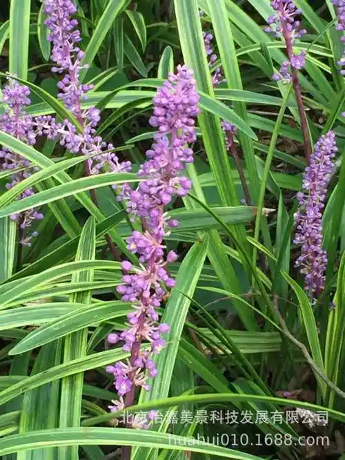 北京本地草坪直批丹麦草绿化工程草皮山麦冬真植物草坪批发