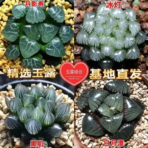 冰灯玉露能长多大(冰灯玉露最贵多少钱)