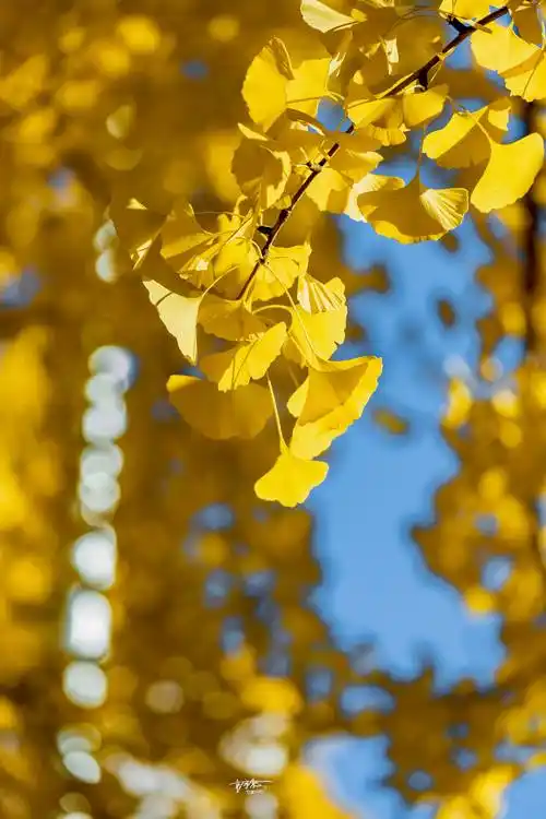 去三里屯银杏大道,让你提早遇见北京秋天最美的样子_使馆区