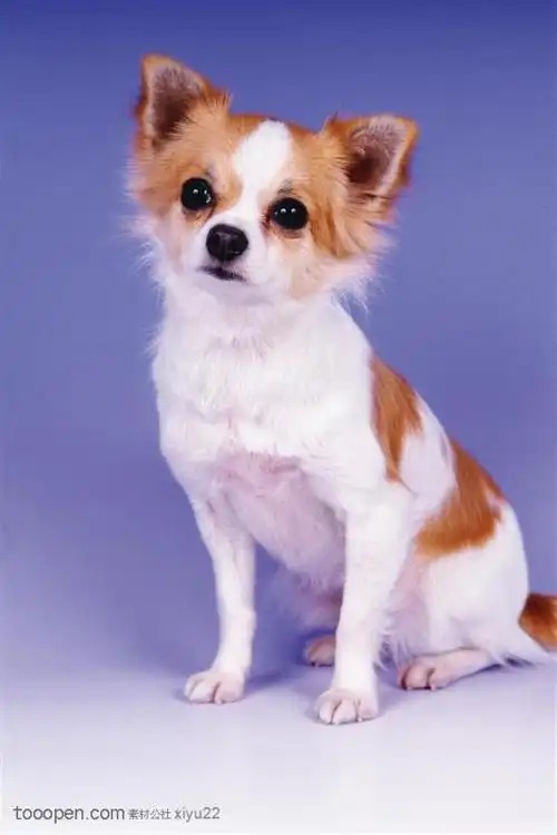 我的狗狗耳朵是竖着的,趾甲比较长,个头不大.