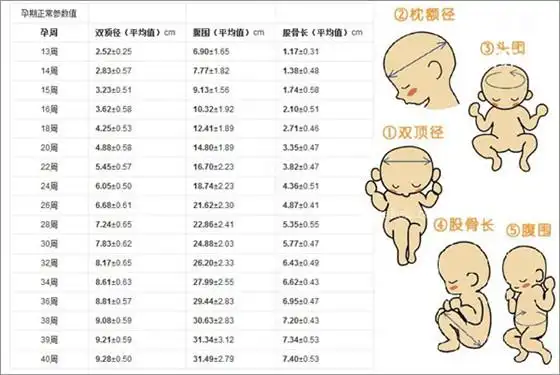 怀孕13周40周双顶径和股骨长标准图