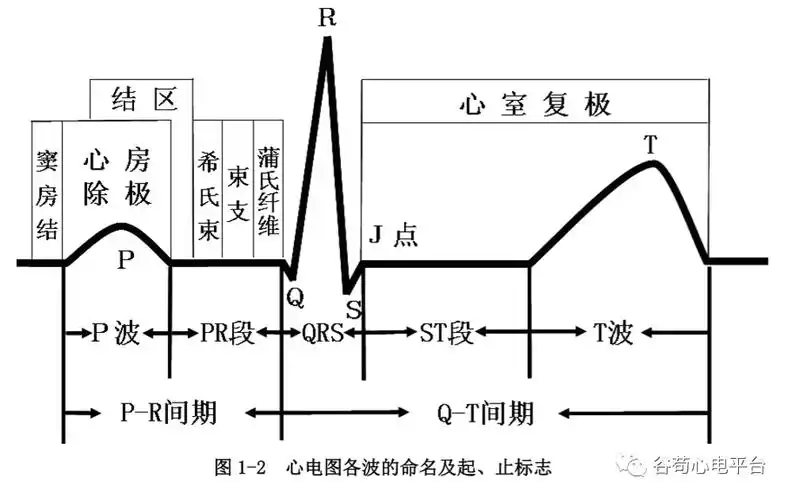 盘点正常心电图波形及各波的临床意义,收藏起来!