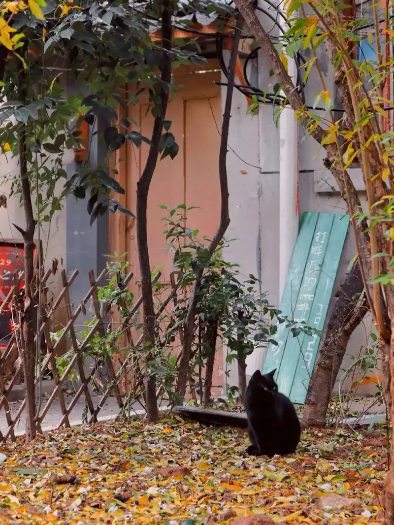 旧巷子里的猫很自由