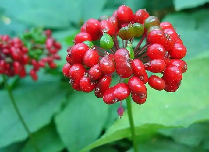 meyer)是五加科,人参属多年生草本植物.