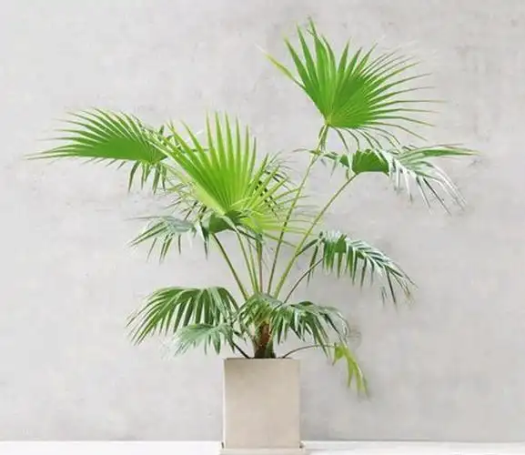 蒲葵叶片硕大形似扇子盆栽要如何管理呢