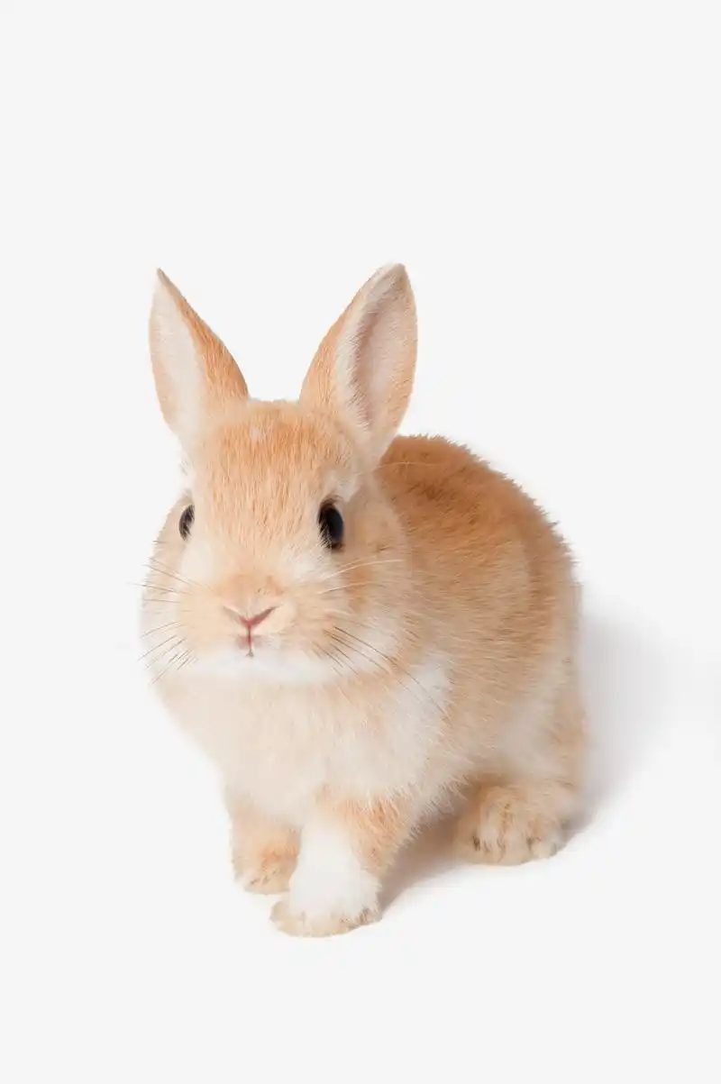 在森林里,一只可爱的小兔子充满好奇心,决定探险神秘的洞穴.