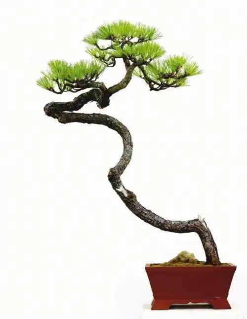 国家级盆景大师文人盆景作品赏析