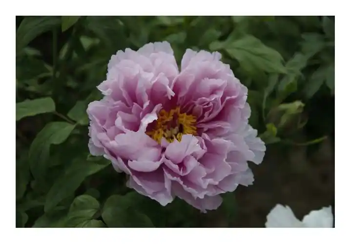 东湖之滨访牡丹