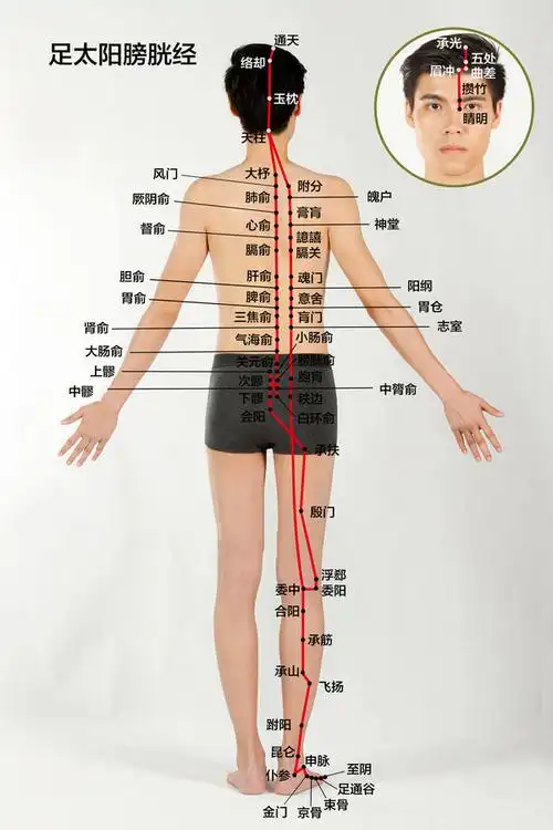 人体十二经络图