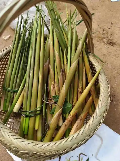 小竹笋湖南野生新鲜农产品食用山笋现挖江华特产脆甜笋带壳5斤包