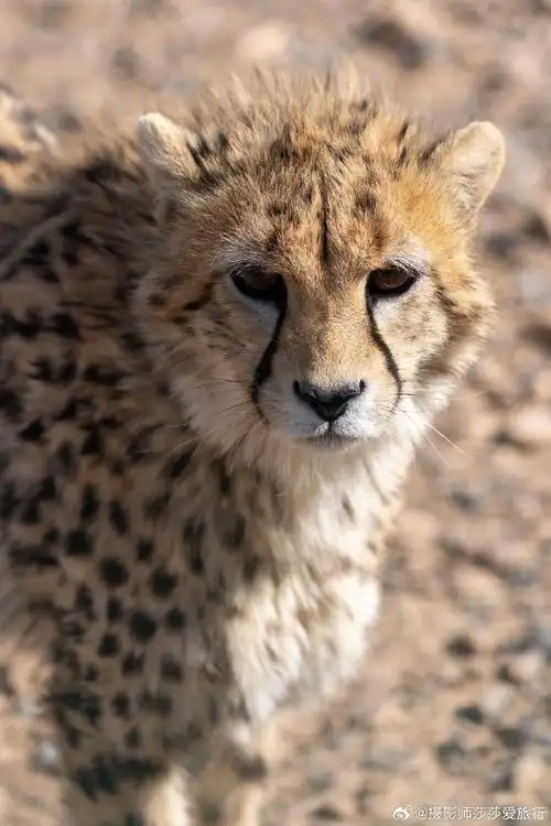 伊朗人最喜欢的是这可爱的大猫——亚洲猎豹