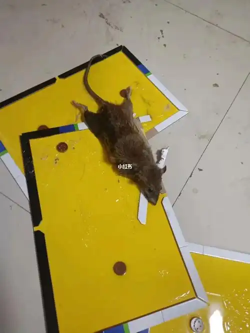 种草#家庭灭鼠#灭鼠方法#捕鼠  #老鼠  #抓老鼠  #捉老鼠  #家庭