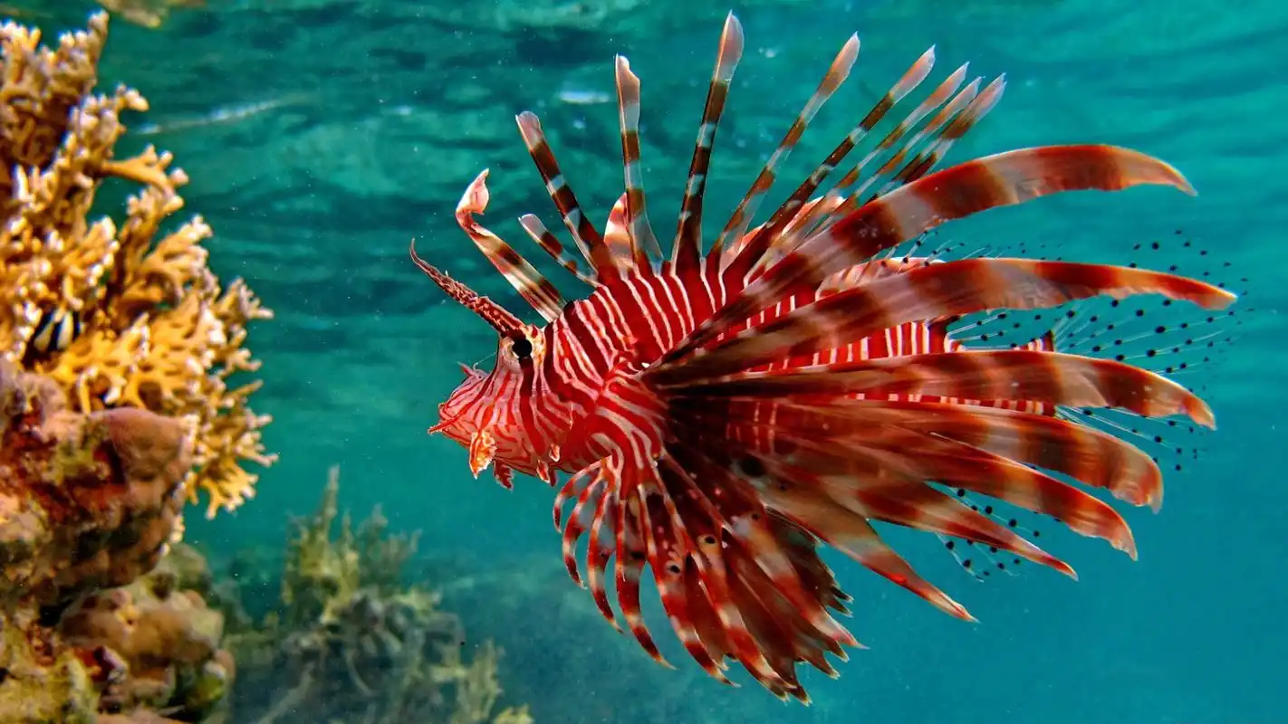 狮子鱼,鱼类,珊瑚,海底,海洋,生物,动物,海底世界,海洋生物,图片大全