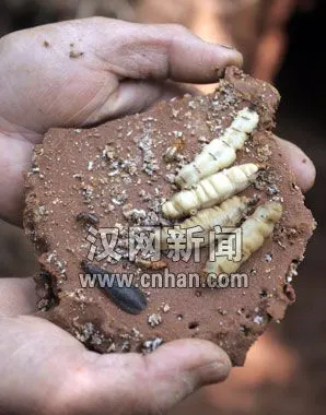 4王4后同处一室相安无事白蚁防治专家奇