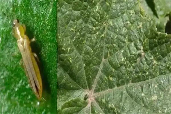 瓜蓟马是如何危害蔬菜的怎样防治瓜蓟马