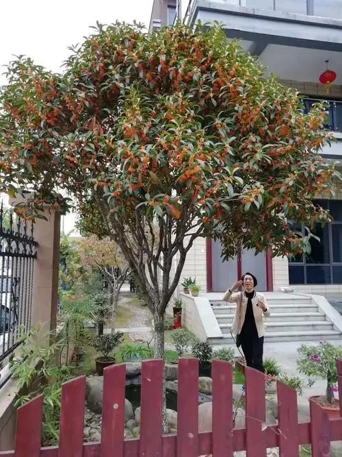 丹桂飘香状元红