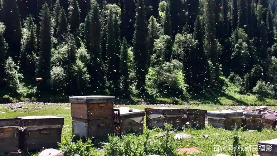 吃得了苦才能品出甜 养蜂人每天吃鸡度日