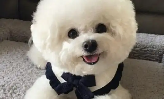 白色的泰迪是什么品种?真的太漂亮啦