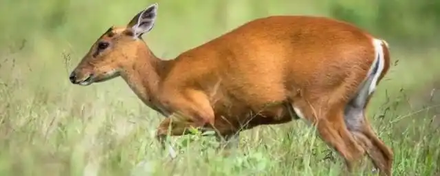 黄猄是国家保护动物吗黄猄的简介