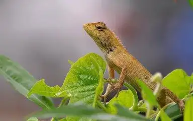 头条问答 - 在农村养殖雷公蛇有钱途吗?技术易操作吗?(1个回答)