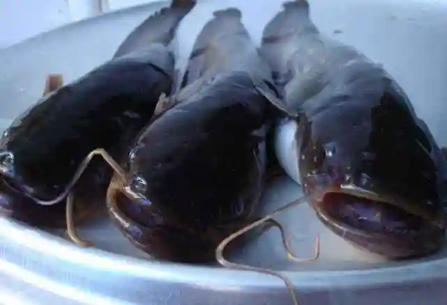 非洲产的"胡子鱼",引进中国后泛滥成灾,但吃货却表