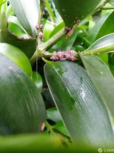 请问我家竹柏树上长的是什么虫啊?从树枝上扒下来还会出血的.