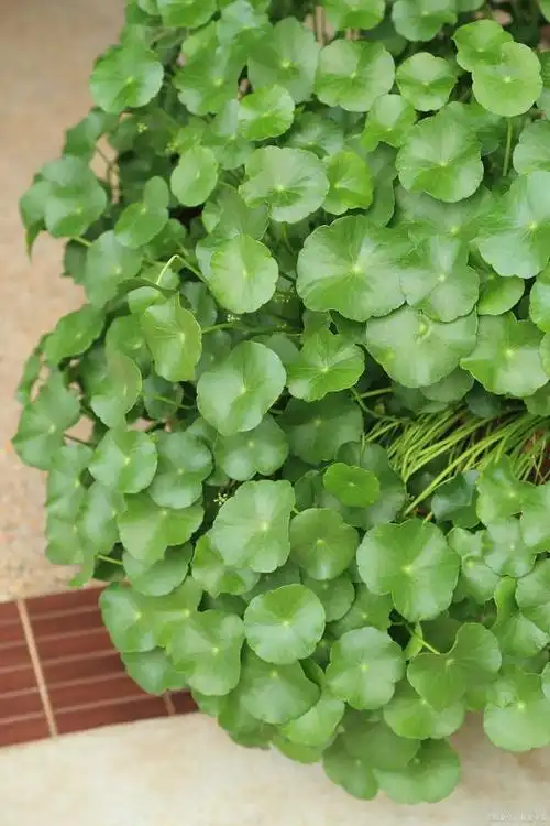 金钱草的养殖方法,金钱草是铜钱草吗