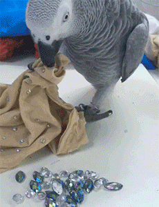 一只有强迫症的鹦鹉:"柔软的衣服上怎么能有这么多小疙瘩存在?