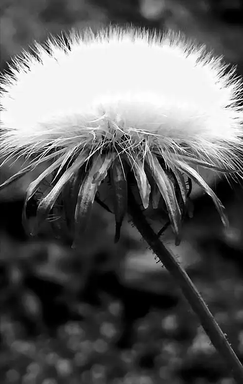 华为手机微摄:黑白(蒲公英)