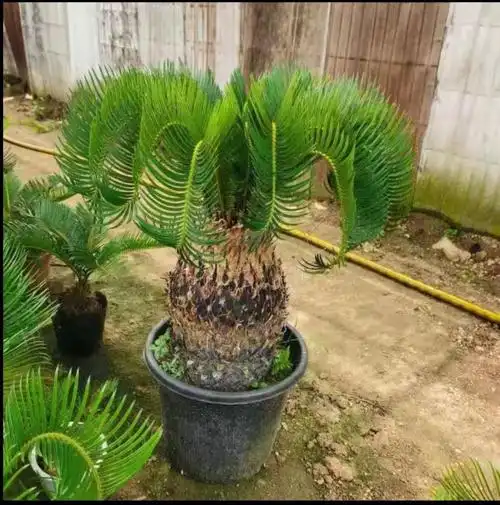 羊角铁树盆景铁树四季常青室内绿植易活懒人花卉多头铁树苗 11公分