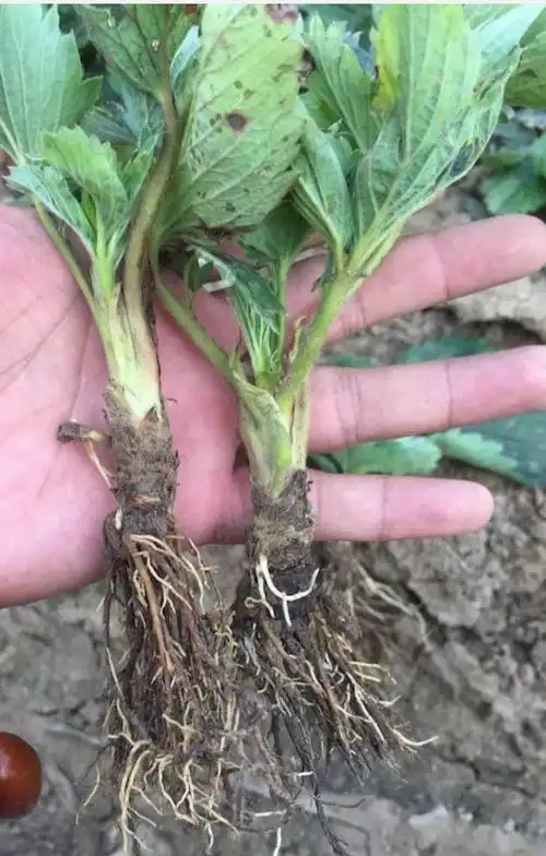 草莓根腐,枯黄萎的克星–"根腐消"