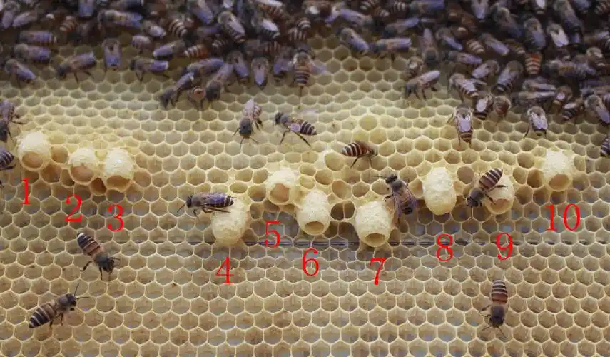 请投一票,急造了15个王台,帮忙选其中一个王台来育王,并说说你们选的