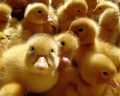 鸭宝宝的图鉴说明