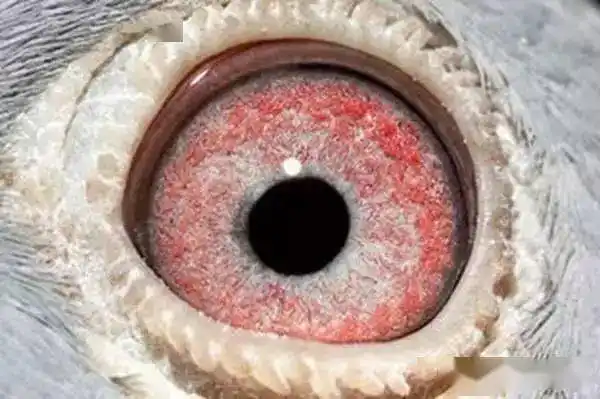 "我不会养眼睛颜色平淡无味或黯然无色的鸽子.