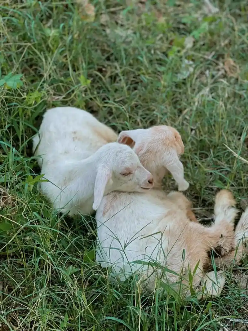 放羊咯91～在老家最开心的事情之一,就是每天都要看小羊吃草呀 - 抖