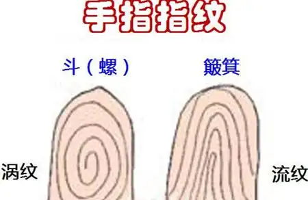 手上有斗和簸箕的说法 不同数量代表不同命运