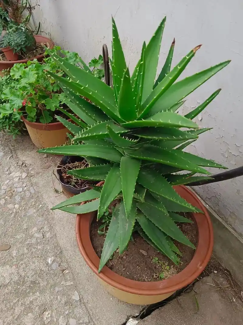 芦荟大全图发布 - 抖音