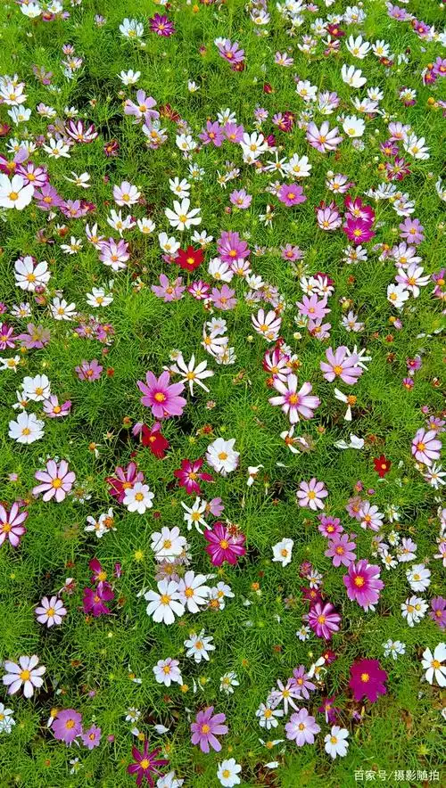 摄影随拍:公园美景,漂亮的花朵,2021年第46期