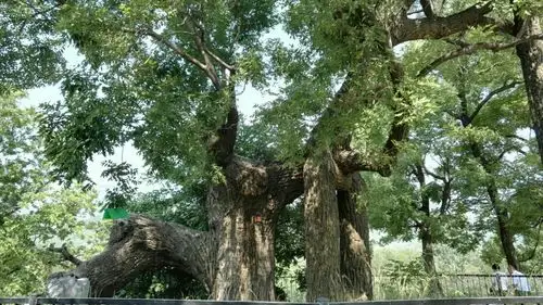半山腰的两棵百年巨槐紧紧牵手,不离不弃.