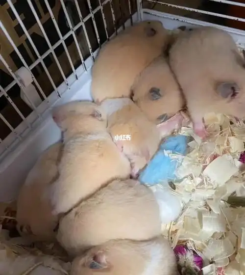 同城有人要米熊或金丝熊吗