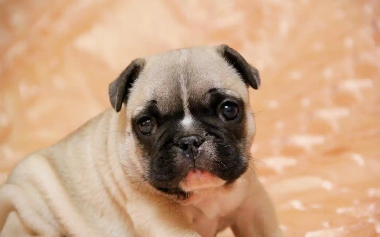 高清可爱的狗狗高清壁纸图片 第一辑