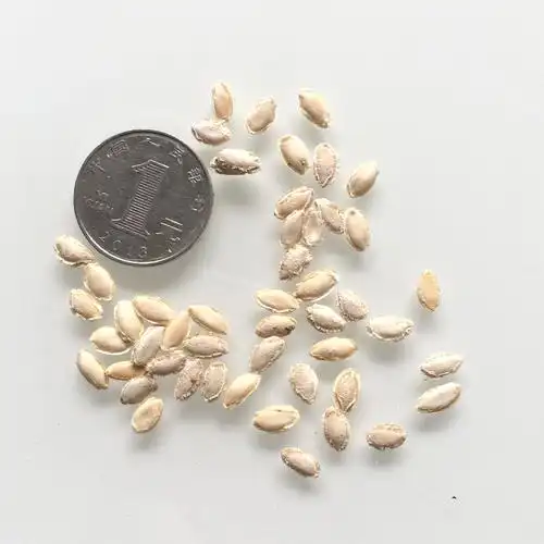 冬瓜种子小瓜高产四季播包邮小冬瓜种子蔬菜种子四季播种包邮农家