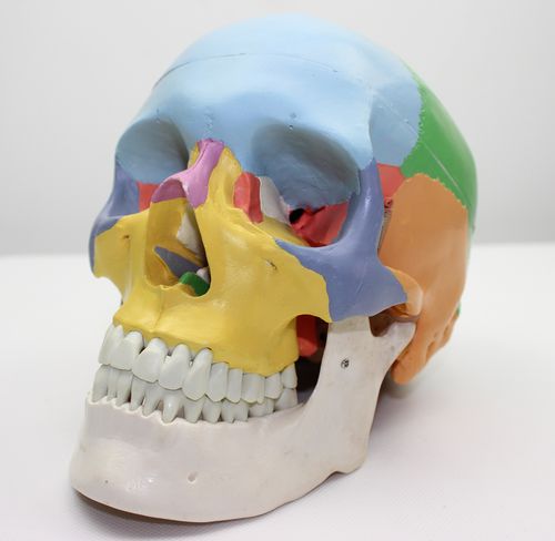 模型enovo医学医用人体头骨仿真颅骨其他模型玩具