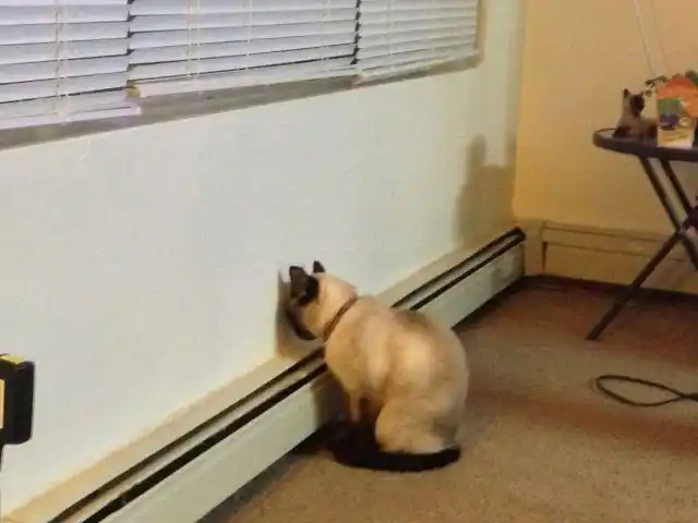 面壁思过中 #萌