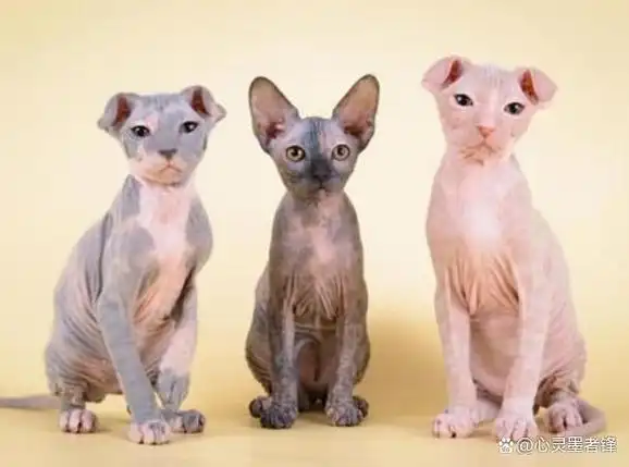 接下来就带大家了解一下世界最奇特的猫十大排行榜